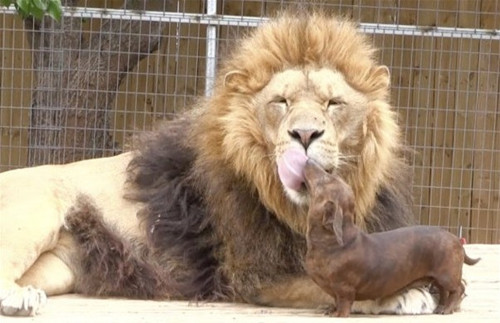 臘腸狗和獅子天天溺一起進(jìn)食后幫其清牙（圖）