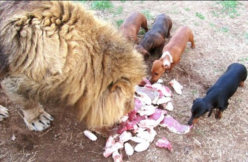 臘腸狗和獅子天天溺一起 進(jìn)食后幫其清牙（圖）