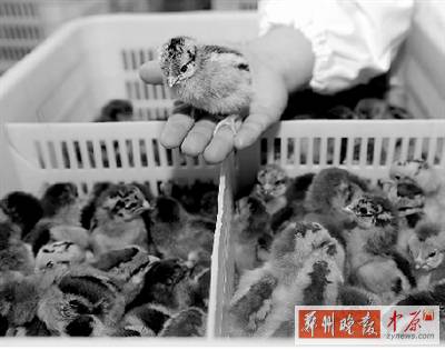 五一過后，雞苗價格逐步漲至2元