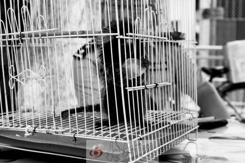 “別看俺個子小，中國很稀少！”