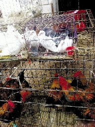 銷量大不如前，近期可能漲價(jià)