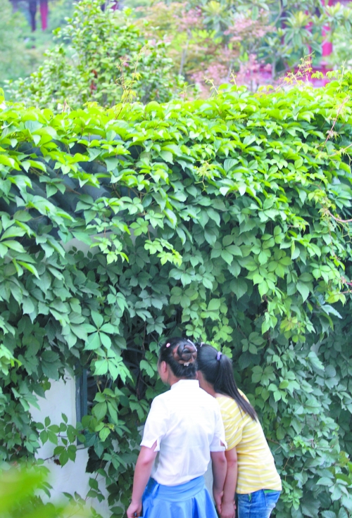 外面的游客正通過墻上的鏤空的窗，向夢溪園內(nèi)觀望。