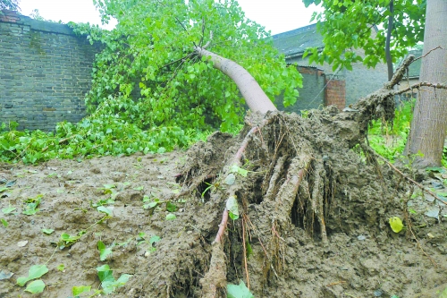 在焦作馬村區(qū)白莊老村，大樹被狂風刮倒。