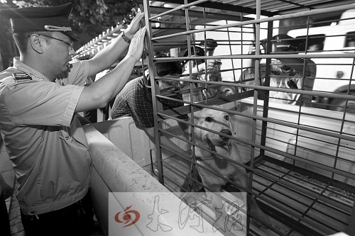 相關(guān)部門(mén)將加強(qiáng)管理，今年12月起烈性犬一律沒(méi)收。 （資料圖）