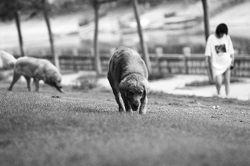 　喜歡養(yǎng)大狗狗的朋友，要抓緊給愛犬在郊外安個(gè)家哦！