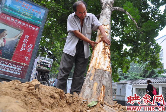 法桐受傷嚴(yán)重，樹皮上還沾著不少玻璃。