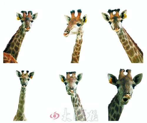 不是我們“高高在上”，只是個子太高就看看臉吧！