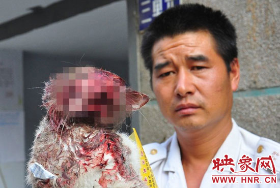 慘遭踩死的貓咪-圖片來(lái)源:@李四信 慘遭踩死的貓咪-圖片來(lái)源:@李四信