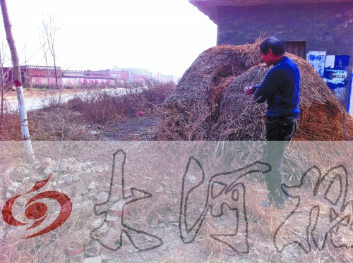 張哥、張弟就是在這兒撿到的投毒面包。