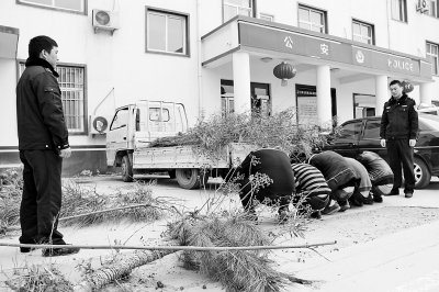 5名男子對(duì)盜竊公路綠化樹(shù)木行為供認(rèn)不諱