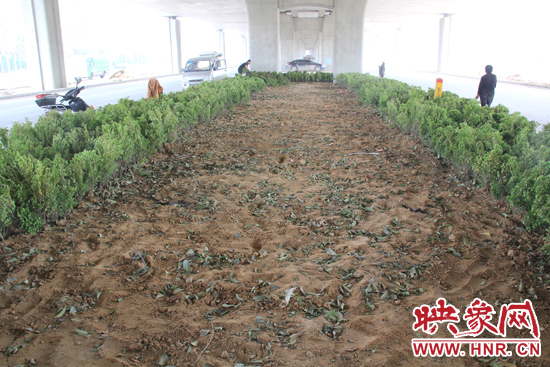 4月17日，當記者經(jīng)過該路段時，發(fā)現(xiàn)那些“大葉女貞”并沒有繼續(xù)留在橋下生長，而是被悄悄移走了。