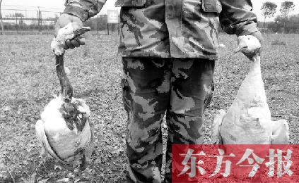 濟源一山間農(nóng)場遭襲，死傷200多只大鵝