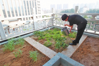 鄭州某酒店在樓頂打造的菜園子，服務(wù)員正在澆水。