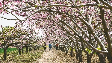 　郊外花海惹人醉。