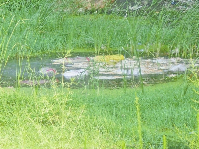 西流湖被拋入數(shù)百只死鴨 西流湖被拋入數(shù)百只死鴨