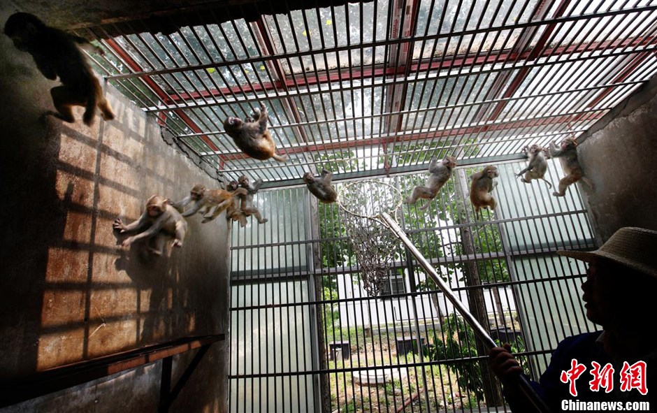 第九屆華賽獲獎作品:中國制造的實驗用猴 第九屆華賽獲獎作品:中國制造的實驗用猴