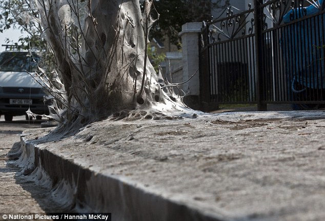 英街區(qū)遭毛蟲"入侵" 英街區(qū)遭毛蟲"入侵"