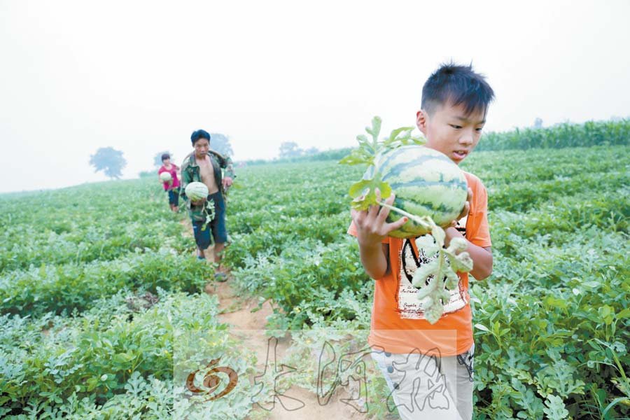 00后男孩"旱生"賣瓜記 00后男孩"旱生"賣瓜記