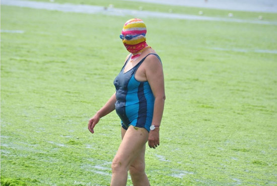 2013年7月3日，山東青島青島高溫來襲，“青島大媽”不懼滸苔，戴著“強盜面具”出現(xiàn)在海水浴場消暑降