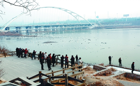 “哇!好多白天鵝。”