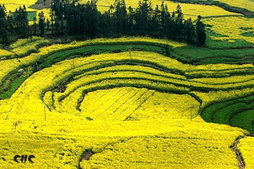 羅平拍油菜花 羅平拍油菜花