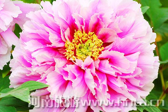 夢回唐朝 聞香識(shí)牡丹