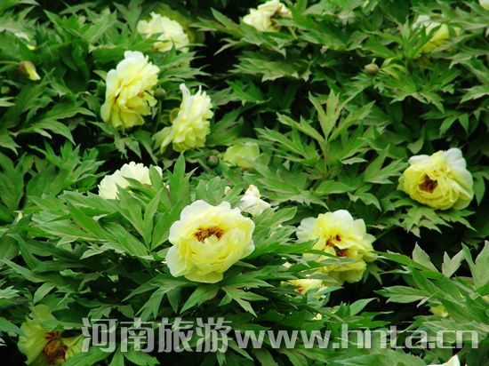 夢回唐朝 聞香識(shí)牡丹