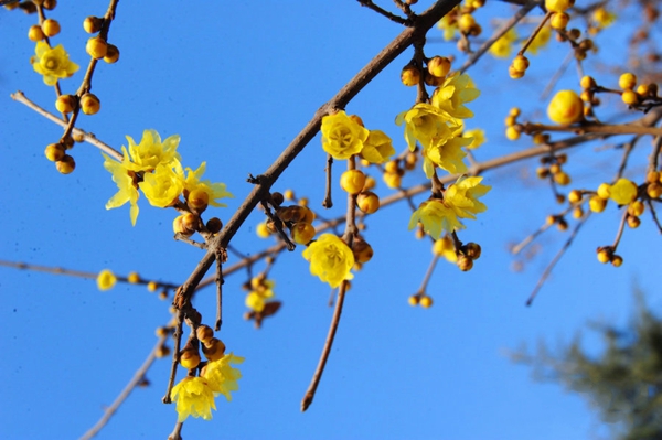 暗香浮動(dòng) 河南七大賞梅地推薦