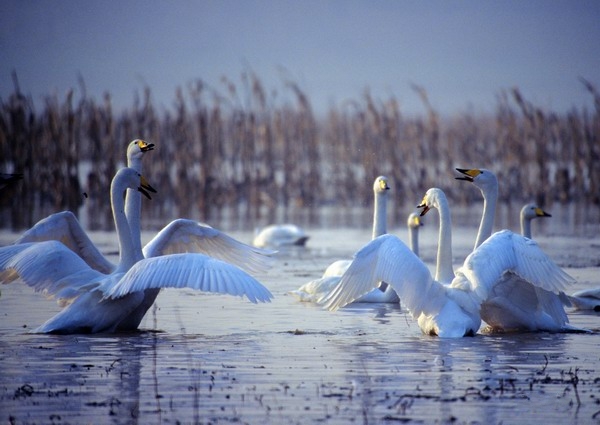 2014春節(jié)出游 河南最適宜四大景區(qū) 2014春節(jié)出游 河南最適宜四大景區(qū)