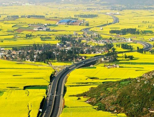 如何拍攝油菜花？達(dá)人教你7個(gè)拍攝技巧