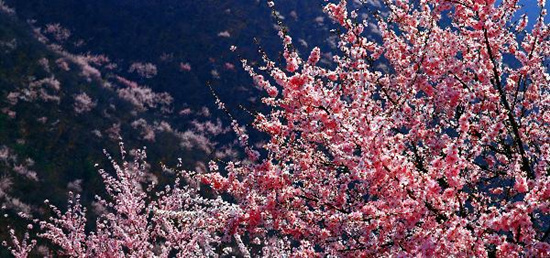 撿垃圾換玫瑰 女人節(jié) 愛在神農山！