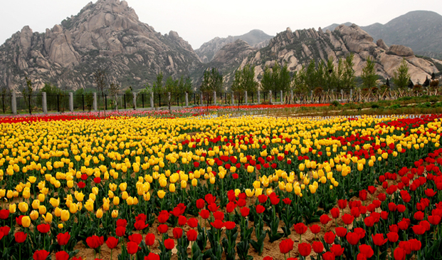郁金香滿(mǎn)嵖岈山 不是荷蘭勝似荷蘭