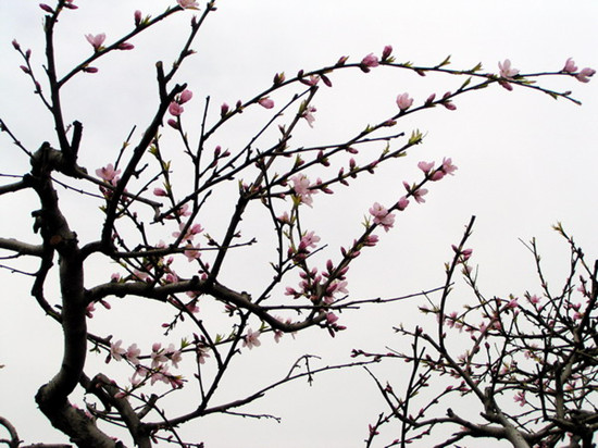 安陽內(nèi)黃萬畝桃花綻放四月天 安陽內(nèi)黃萬畝桃花綻放四月天