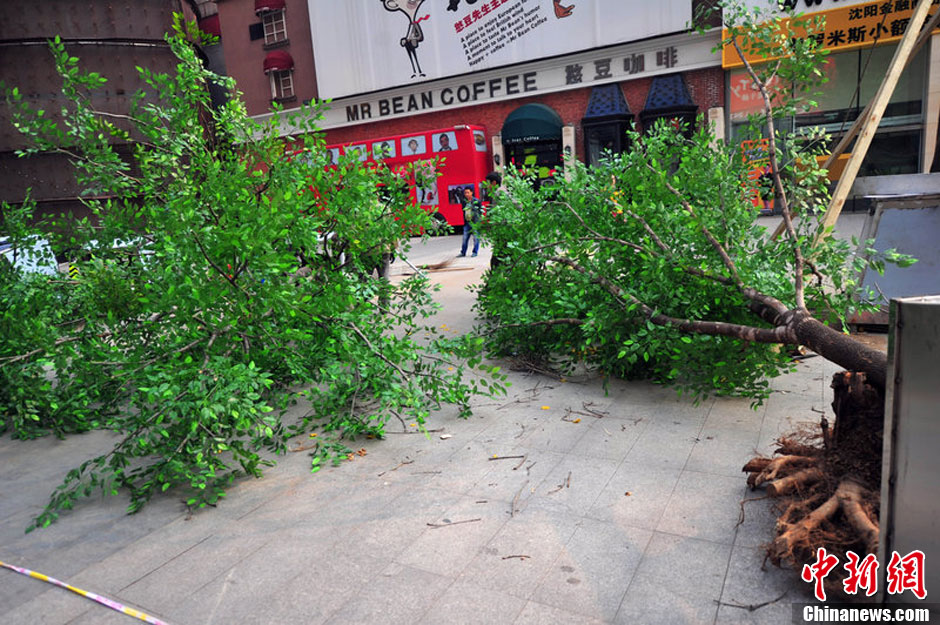 我和我的小伙伴們都驚呆了！沈陽(yáng)真樹(shù)"種"上假樹(shù)葉