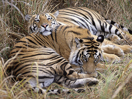 拉賈斯坦邦觀虎好去處 拉賈斯坦邦觀虎好去處