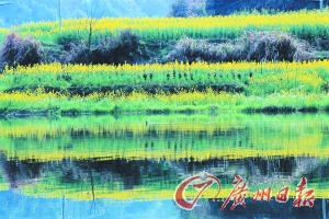 　　江嶺梯田落差不大,但有花有水。