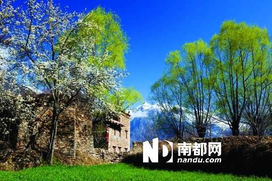 　　三月里,川西北的梨花盛放,寨子、碉樓、梨花……構(gòu)成最美的丹巴風(fēng)光。