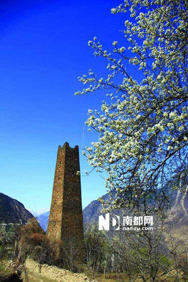 　　丹巴的碉樓與梨花互相輝映。