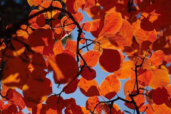 八達(dá)嶺紅葉 八達(dá)嶺紅葉