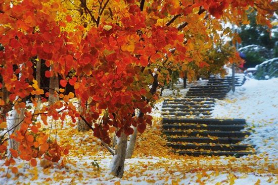 雪后紅葉 雪后紅葉