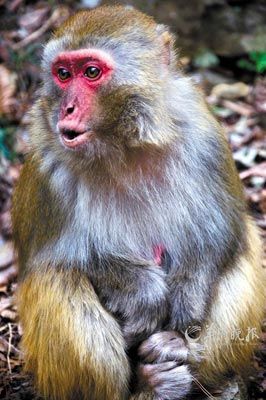 　　金鞭溪四周也是野猴的聚集地。