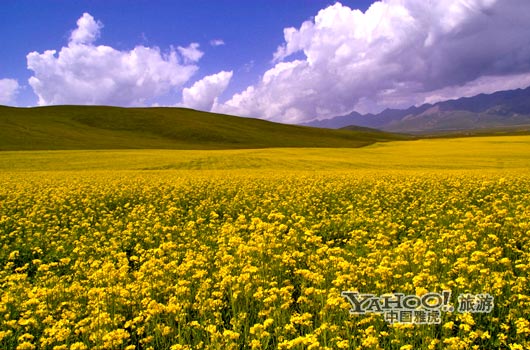 　　青海門源的油菜花景色甚為壯觀,十足的西部風(fēng)味。(圖片來源:CFP)