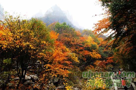 深秋去堯山賞紅葉、泡溫泉、拜大佛