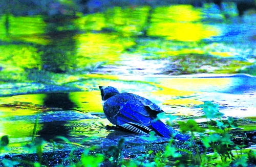 昨天，離三伏結(jié)束還有5天，鄭州、洛陽拉響“紅色警報”