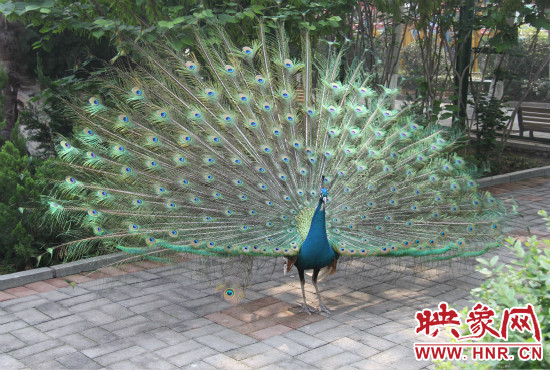 游客們來(lái)到動(dòng)物園可以近距離觀賞孔雀開(kāi)屏。