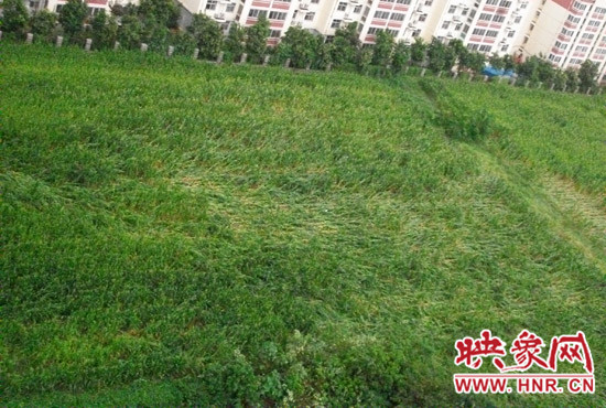 據(jù)映象網(wǎng)網(wǎng)友趙冠召反映，8月7日下午鄭州高新技術(shù)開(kāi)發(fā)區(qū)突降暴雨冰雹，致使附近農(nóng)田近三分之一玉米倒伏