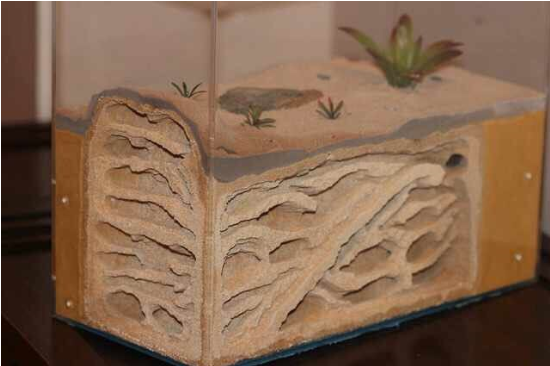 四川一男子花千元買只螞蟻 只為看它們搬家產卵 四川一男子花千元買只螞蟻 只為看它們搬家產卵