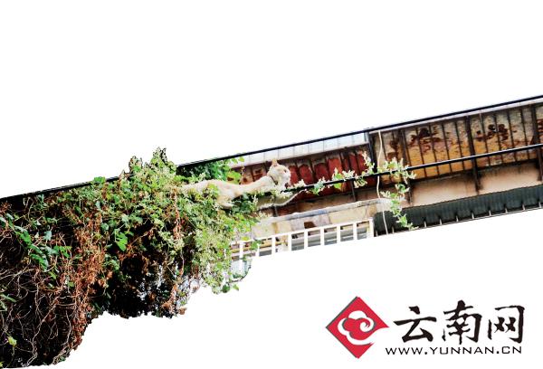 小貓下樹，但小貓就是不下來，反而爬到了一根緊貼著樹的電線上。