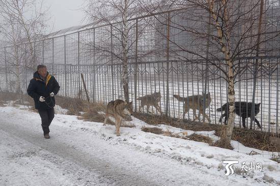 7旬老人養(yǎng)150匹野狼 伙食費1年花近百萬 7旬老人養(yǎng)150匹野狼 伙食費1年花近百萬