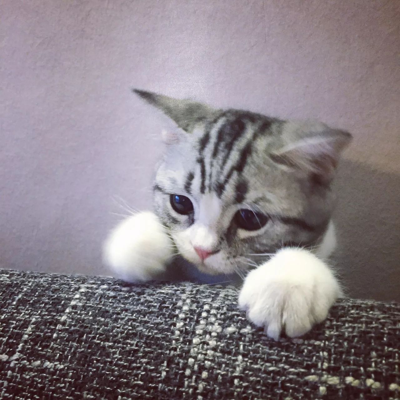 一只虛擬寵物貓叫價(jià)13億元？云養(yǎng)貓成真